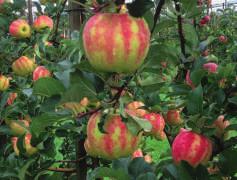 Pflückreife Genussreife bis April KARNEVAL (S) im 10 Liter Topf 74.90 per Stück Ein Apfel mit aussergewöhnlicher Fruchtausfärbung!