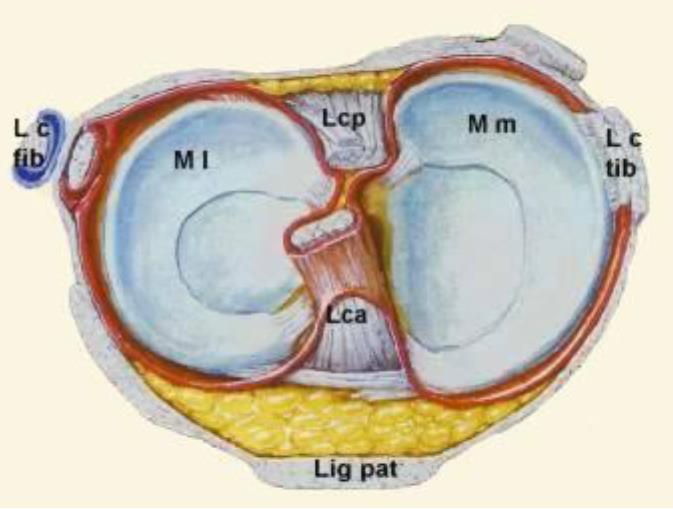 Oberfläche der inneren und äußeren Oberschenkelrolle und gleicht damit die Inkongruenz der beiden Knochen zu einander aus.