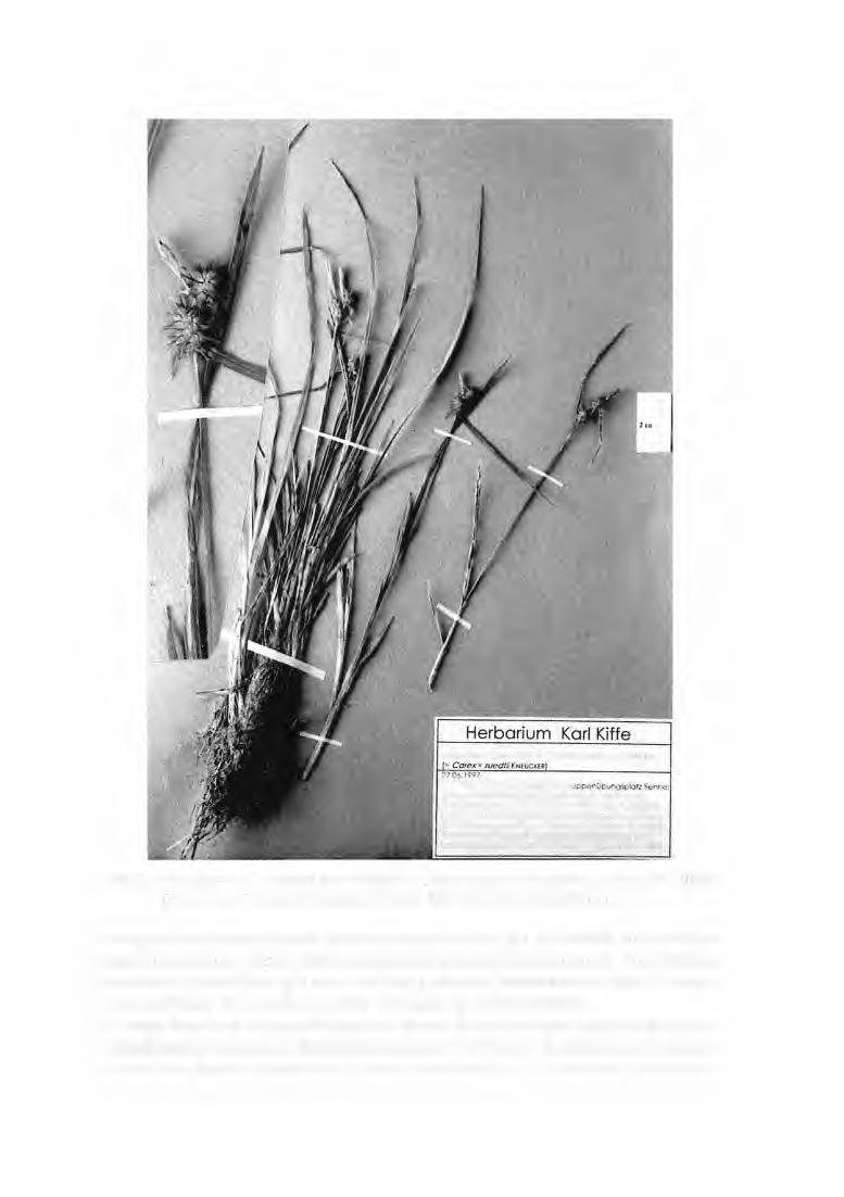 Abb. 2: Carexflava x C. viridula var. viridula (= Carex x ruedtii Kneucker), 27.06.1997, NRW, Kreis Lippe, Truppenübungsplatz Senne. Mit Ausschnittsvergrößerung.