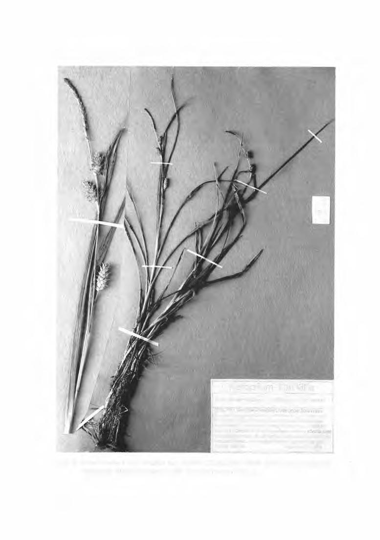 Abb. 3: Carex demissa x