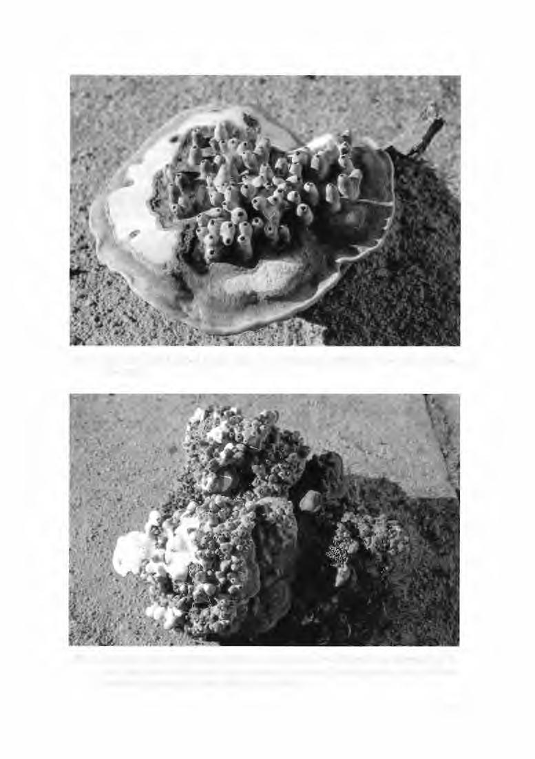 Abb.l: Unterseite eines Flachen Lackporlings mit Zitzengallen; NSG Auf dem Stein,
