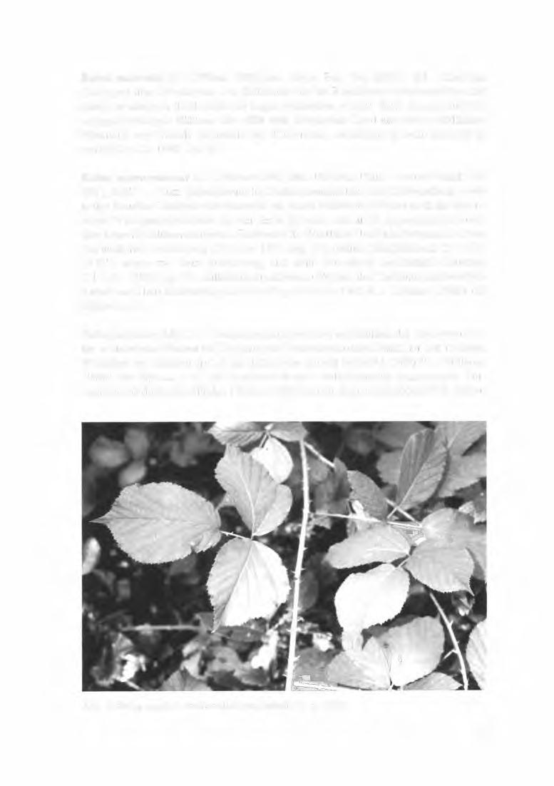 Rubus meierottii H. E. Weber 1996, Ber. Bayer. Bot. Ges. 66/67: 180.