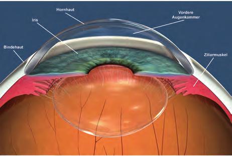 Anatomie des Auges Die vordere Augenkammer Der vordere Augenabschnitt besteht aus der transparenten Hornhaut (Kornea), der Pupille und der Iris (Regenbogenhaut).