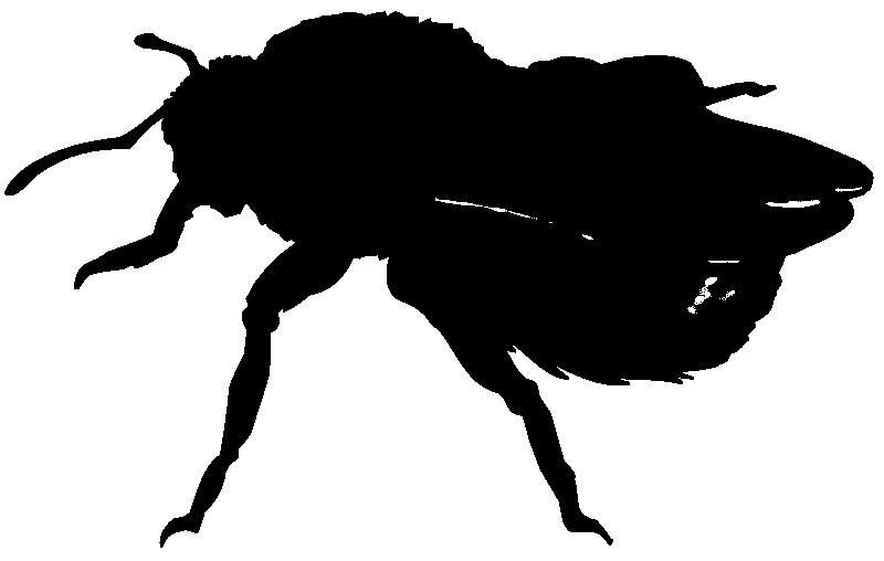 3 Die Hummel Hummeln sind Insekten, die zur Familie der Bienen gehören. Es gibt etwa 250 verschiedene Hummelarten auf der Welt. Die bekanntesten sind die, die Nester bauen.