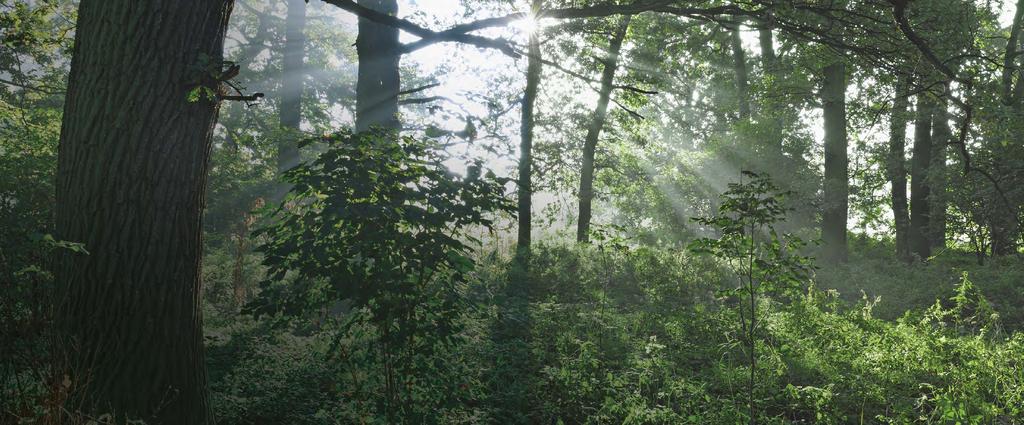 UNSERE AUFGABE: STANDARDS SETZEN Was heißt nachhaltige Waldbewirtschaftung?