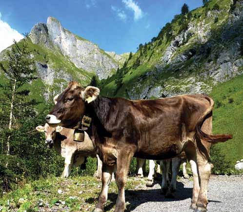 MITARBEITER Die Anzahl der Mitarbeiter betrug im Jahresdurchschnitt nach 285 Satz 1 Nr.