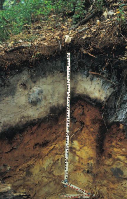 Eisen-Humus-Podsol aus schuttführendem Hangsand Materialverlagerung am Hang Der Boden an diesem Standort ist dem des vorherigen es von seinen standortsökologischen Verhältnissen her sehr ähnlich.