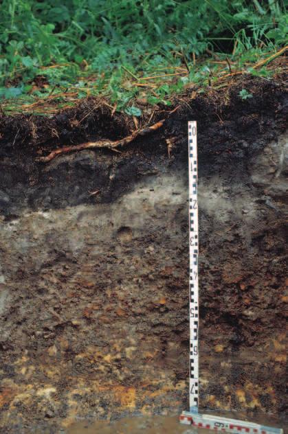 Gley-Stagnogley aus grusführendem Sand über Grussand aus Sandstein 6 Bodenwasserverhältnisse Die geologischen Verhältnisse des Untergrundes geben unter natürlichen Verhältnissen in weiten Teilen der