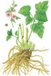 Früher wurden aus den Substanzen des Eibisch sogar Süßigkeiten hergestellt die Französische Küche und auch die Römer bedienten sich der Blüten, Blätter und Wurzel dieser hochgeschätzten Heilpflanze.