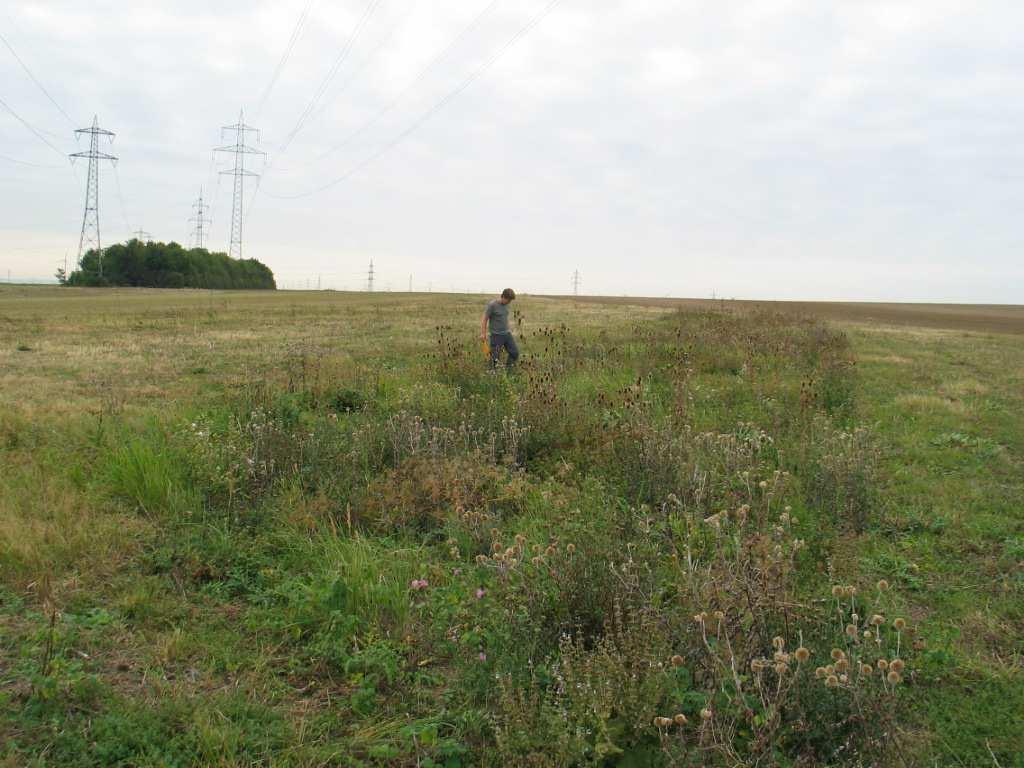 Abbildung 6. Herbstansicht von zwei VNS-Flächen.