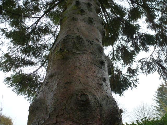 Vital. Keine Spalten und Höhlen vorhanden. Nr. 2 Fichte Picea abies 50 cm Vital.