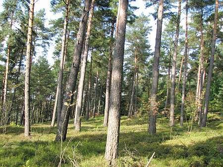 Windprofil im Wald Modellarische Umsetzung IV Drag Partitioning - Model nach Raupach: Beispiel: Kiefernwald