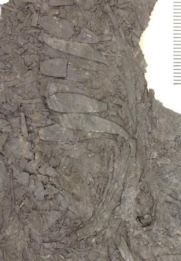 Bereits die grobe Auswertung der Proben zeigte tausende von fossilen Nadeln und viele Zapfen. Hier haben zu Urzeiten Gymnospermen gestanden.