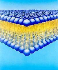 Cell Membranes: Thermal Equation of