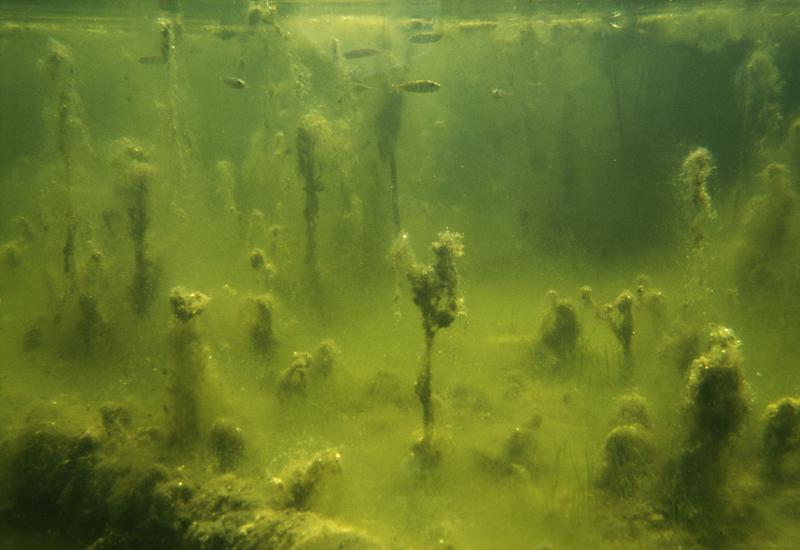 Eutrophierung: Überwuchern von Wasserpflanzen Seegras