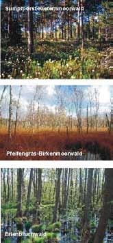 Waldanteil in den Hochmooren in Mecklenburg-Vorpommern im Vergleich zu anderen Standortbedingungen liegt bei 80%