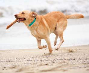 Urlaubszeit: Hunde wirkungsvoll vor Zecken schützen l In Deutschland geht jeder zweite Hund mit Frauchen und Herrchen auf Urlaubsreise.