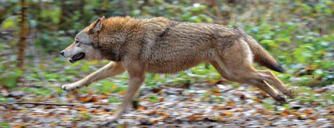 Rotkäppchen zähmt den Wolf und seinen großen Schwanz im Wald