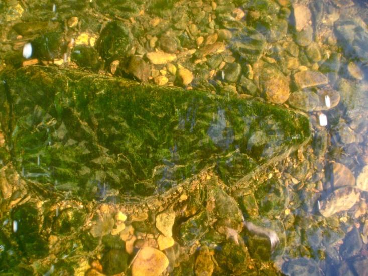 Fischbestandsaufnahme und erste Abschätzung der Beweidung von Algen durch Fische in der Nister (Rheinland-Pfalz) Bericht