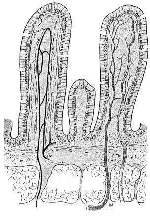 DARMZOTTENERNÄHRUNG Definition Erhalt von Struktur und Funktion der intestinalen Mucosa Risikominimierung einer bakteriellen Translokation Applikation: parallel zur Parenteralen