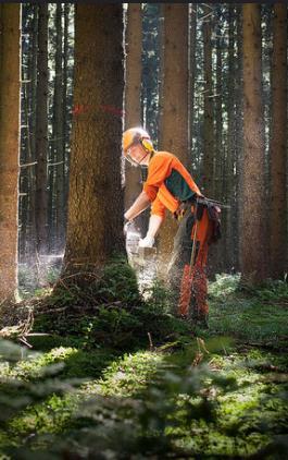 Bedeutung der Fichte im Bayerischen Staatswald Die Fichte prägt den Waldbau und das