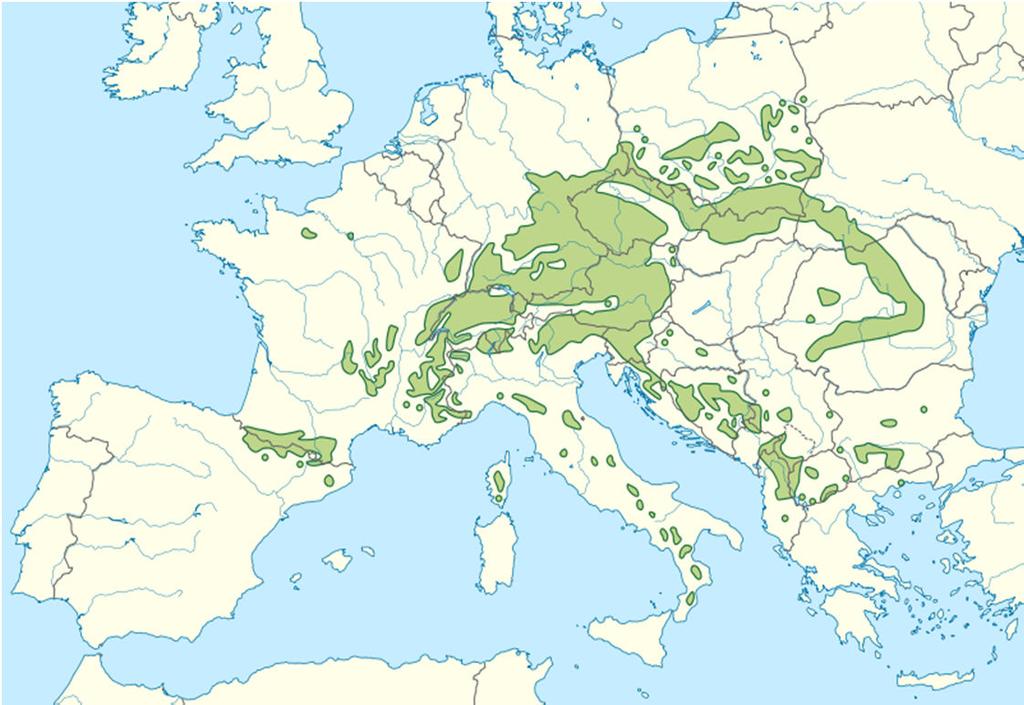 Genetisches Variationsmuster der Arve in den Alpen