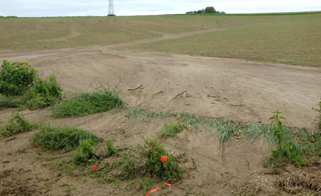 Starkregenereignisse (Landkreis Landshut) Bodenabschwemmung: Maisfeld mit ungenügendem Erosionsschutz 2016 37 mm