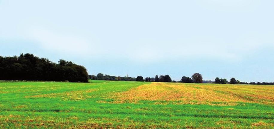 beschleunigte Keimstimulation Ausdünnung zu dicht bestockter Getreidebestände Schnelle, sofortige Gülle- und Dünger Bodeneinmischung Grünland-Pflege und Kartoffel-BODEN-SCHLEPPE