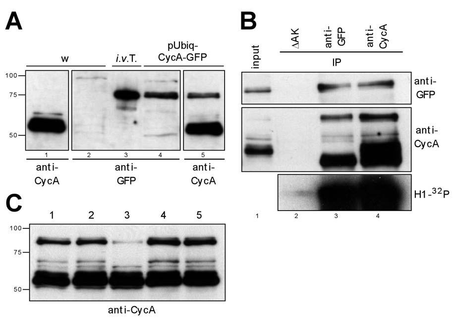 ERGEBNISSE Abb. 18: Biochemische Analyse von transgenem Cyclin A-GFP. (A) Nachweis der Expression von transgenem Cyclin A-GFP.
