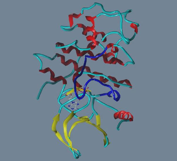 -terminales Ende inge-region C-terminales Ende PSTAIRE T-Schleife Bild 2-3: CDK2 mit gebundenem ATP.