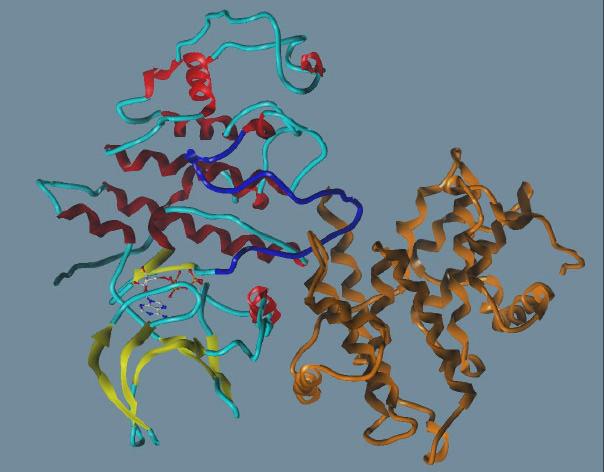 CDK7/Cyclin D/MAT1 keiner Phosphorylierung bedürfen. CDK8 besitzt noch nicht einmal eine Phosphorylierungsstelle in der T-Schleife.