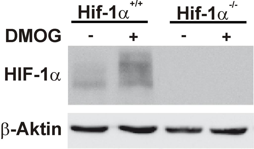 3. Ergebnisse Abbildung 3.3: Behandlung mit DMOG führt in MEF-Hif-1α +/+ -Zellen zu einer Stabilisierung von HIF- 1α, nicht aber in MEF-Hif-1α -/- -Zellen.