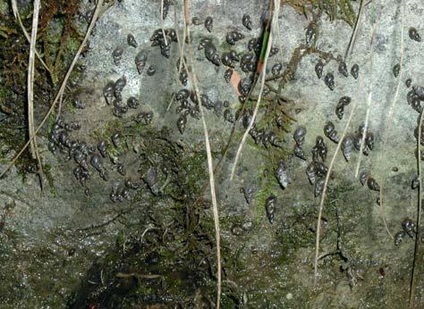 Als Zwischenwirt fungiert in der Schweiz die Zwergschlammschnecke Galba (früher Lymnaea) truncatula, die als feuchtigkeitsliebende Sumpfschnecke