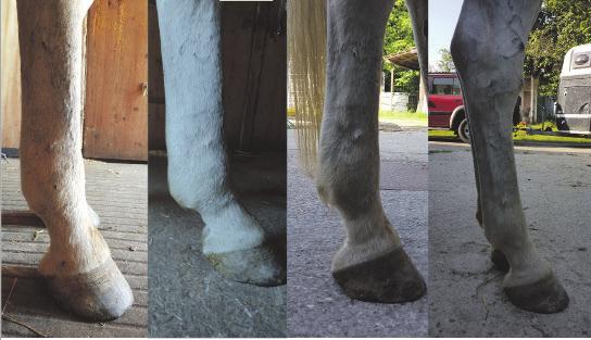 Verletzungen & Beschwerden Pferd mit chronisch dicken Beinen Alter: Unbekannt Aktivität: Unbekannt Diagnose: Pferd mit chronisch dicken Beinen, bisher waren alle Therapien nur sehr kurzfristig