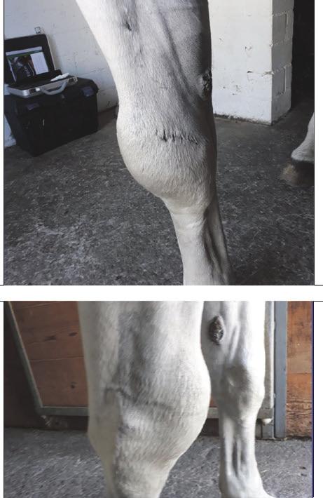 Nach 8 Wochen EquCelltherapy hat das Pferd wieder seine vollumfängliche