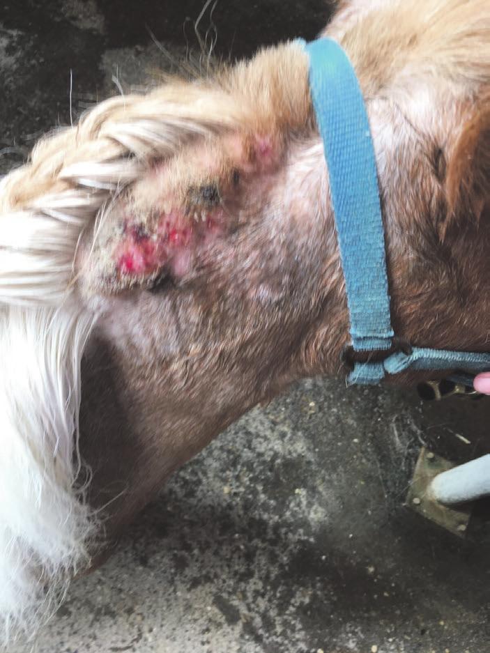 Dermatologische Probleme Sommerekzem Alter: 28, Pony Aktivität: Geniesst seine Pension Diagnose: Sommerekzem im vorderen bis mittleren Teil der Mähne, Haut ist blutig und juckt stark.