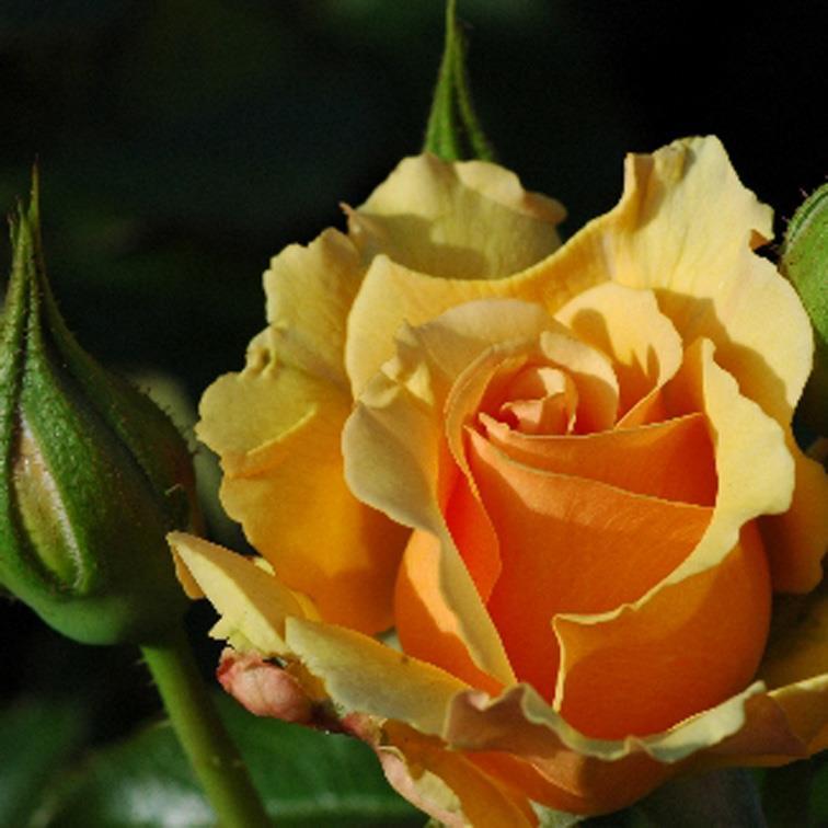 Amber Queen moderne Rose bernsteingelb gefüllt 6-8, in dichten Büscheln schwach, leicht fruchtig herb sehr rundlich, rot aufrecht, buschig mittelgross, dunkelgrün, stark glänzend 40-60 cm 50 cm