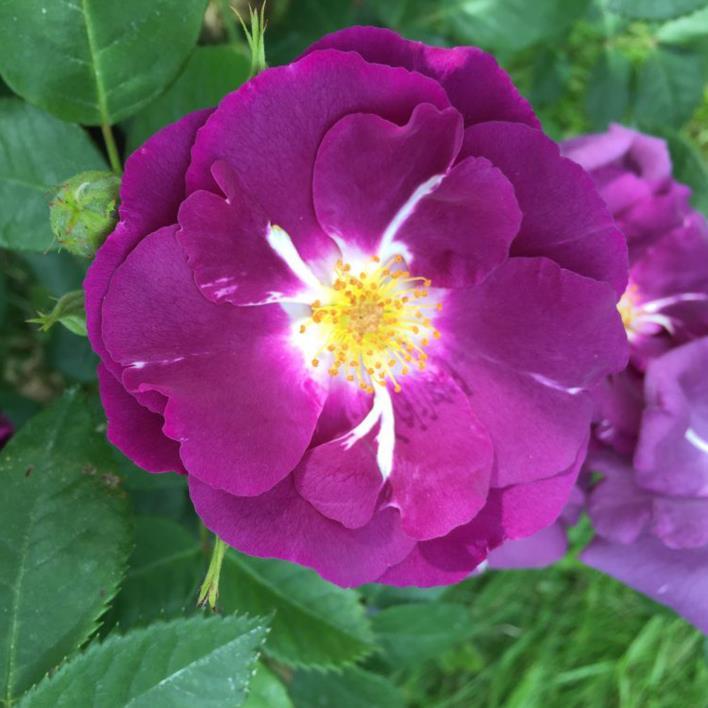 Rhapsody in Blue Moderne Rose pupurviolett mit weisser Mitte und gelben Staubgefässen einfach, 5 Blütenblätter ++ / mittel stark normal kegelförmig straff aufrecht mittelgrün, dichtstehend, leicht