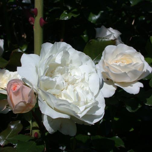 Schweizer Garten Moderne Rose crèmeweiss gefüllt, ca.