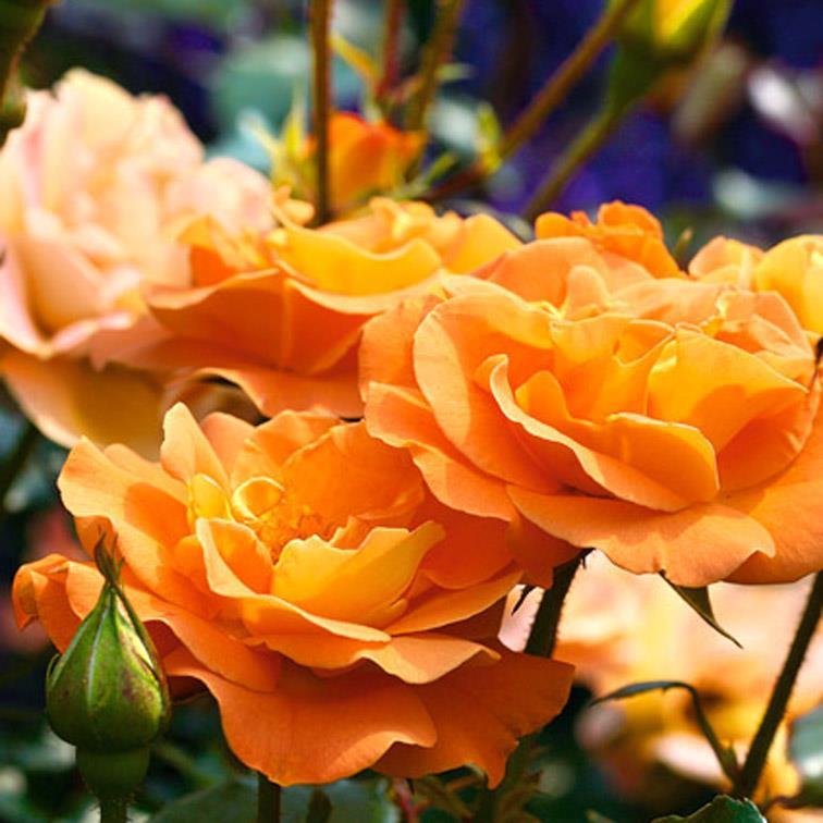 Westzeit Moderne Rose apricotorange halb gefüllt 6 cm, in Dolden schwach schnelle Blütenneubildung gut kegelförmig rötlicher Trieb- und Blataustrieb dunkelgrün,