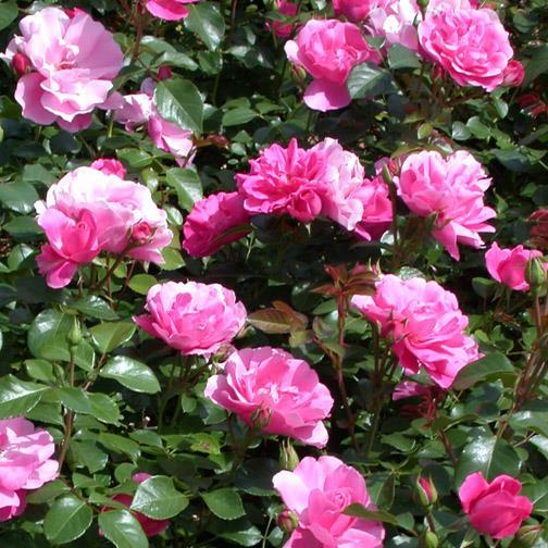Deborah rosa halbgefüllt 5-7, in Büscheln ohne gut kegelförmig, spitz breitbuschig, gut verzweigt, kompakt mittelgross, mittelgrün 70 cm 70 cm nicht