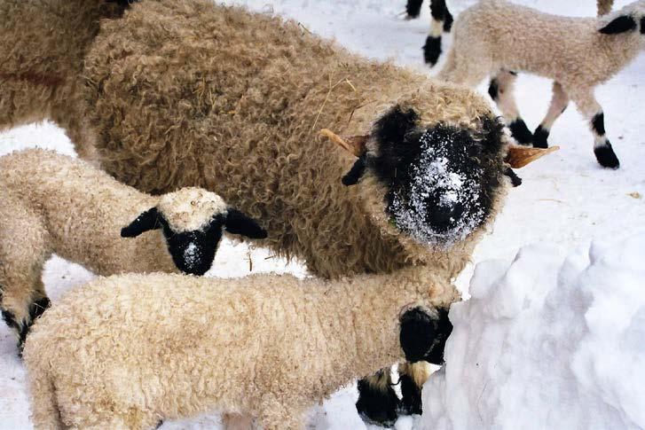 Brauchen Schafe