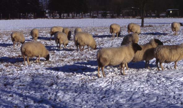 Trockene Kälte -wird vom Schaf sehr gut vertragen Bauschmann