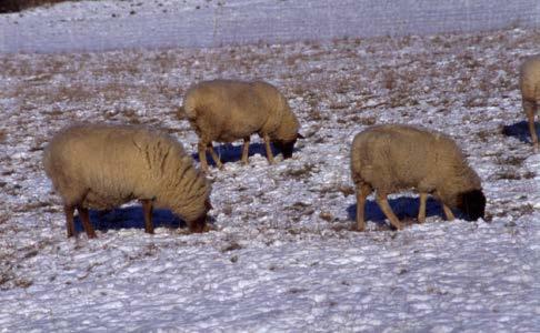 Anforderungen an das Schaf Akklimatisation, Adaptation, Gewöhnung Die Haltungsbedingungen der