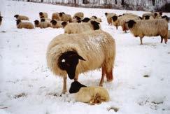 Management durch den Tierhalter Die Betreuung der Schafe und Ziegen muss durch Personen erfolgen, die über angemessene theoretische und praktische Kenntnisse verfügen.