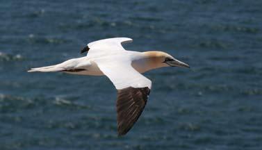 Gezählt werden alle Vogelarten, die auf den Inseln und an der Festlandsküste im und am Niedersächsischen Wattenmeer beobachtet werden.