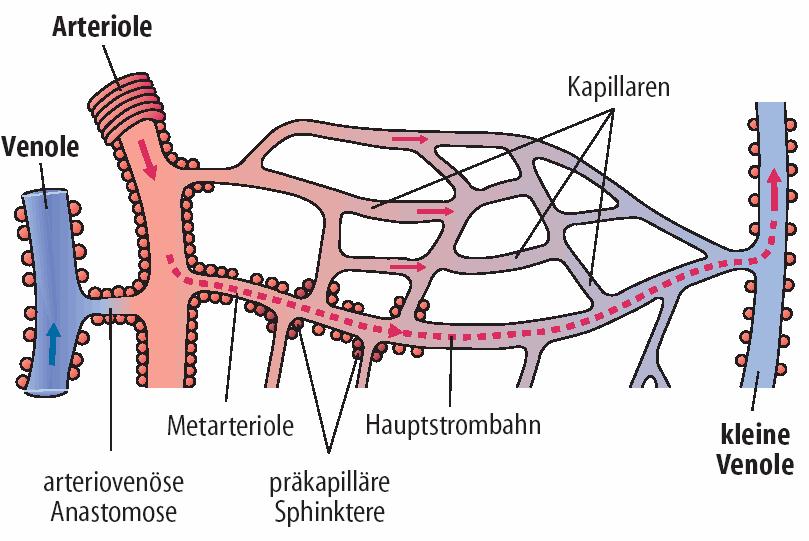 Terminale Strombahn Merkmale von Kapillaren Verbindungen zwischen Arterien und Venen Aufgabe: arterieller Kapillarschenkel filtriert Wasser und Nährstoffe ins Gewebe, venöser Schenkel reabsorbiert
