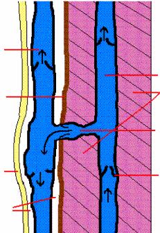 Entstehung einer Varikosis Gesunde Vene mit Venenklappen Unterhautgewebe Oberflächen- Vene Faszie Tiefenvene Muskel insuffiziente Venenklappe Venenklappeninsuffizienz.