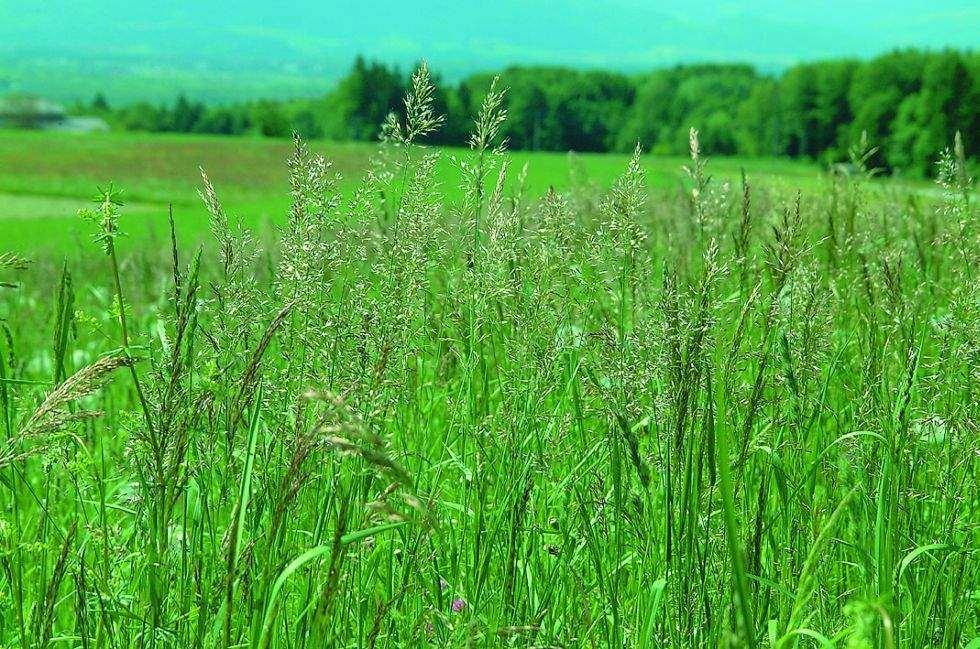 Beste Grundfutterqualität durch gesunde, harmonische Bestände Gräser (50 60 %) hohe Ertragsfähigkeit Bodenschluss Befahrbarkeit gute Konservierbarkeit Leguminosen (10 30 %) bringen
