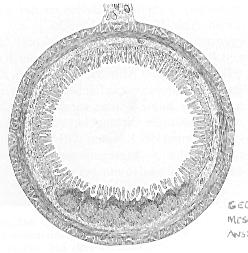 2. den Gekrösedarm (Intestinum mensenteriale) der durch eine Peritonealfalte,